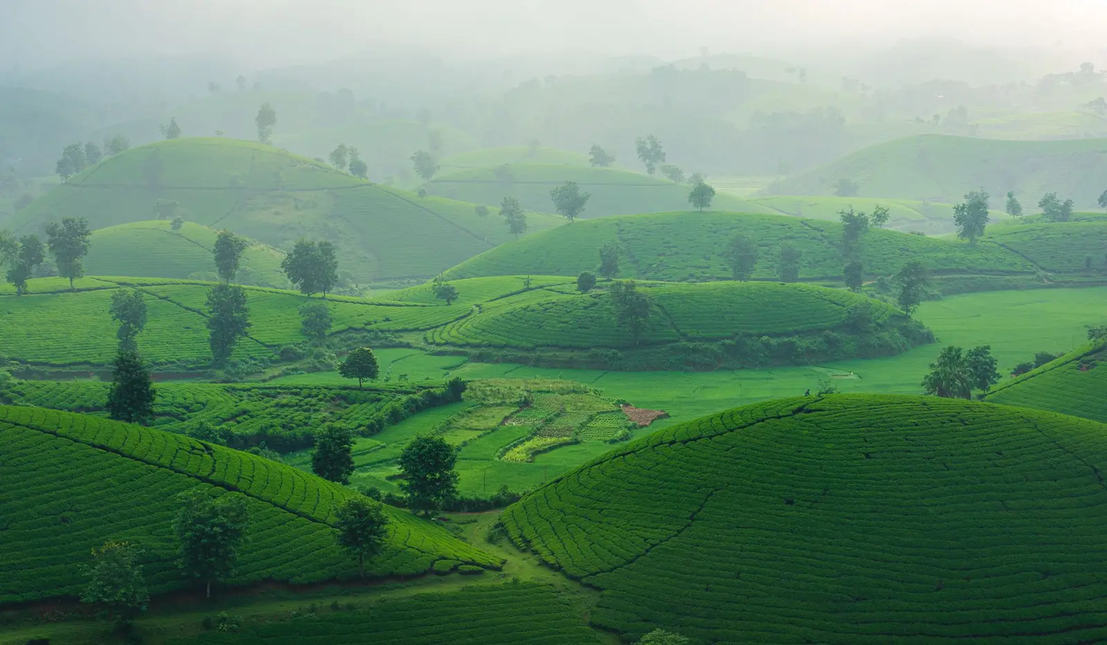 Rolling green hills covered with tea plantations in morning mist